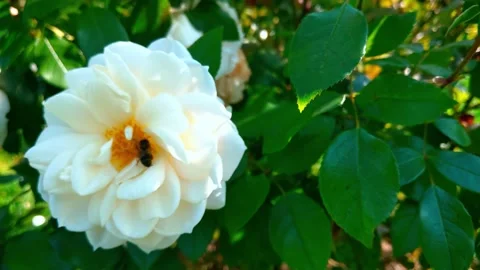 A bee sits on a white rose bud. View from above. Stock Footage 141841847