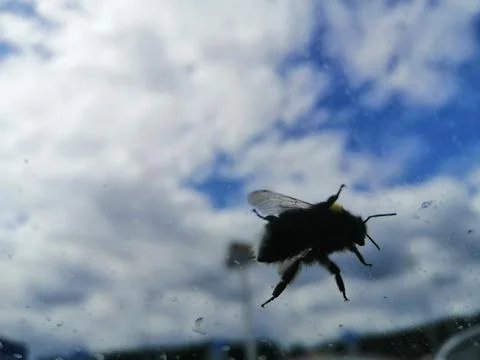 Bee sits on the windshield Stock Photos