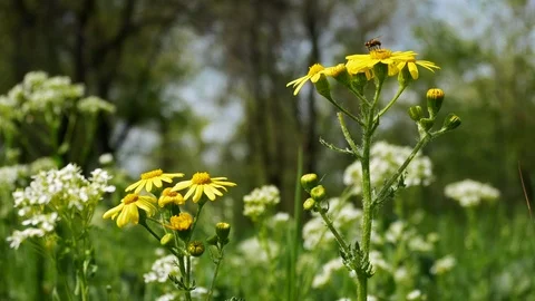 A bee sits on a yellow flower and collects pollen Stock Footage 108216650
