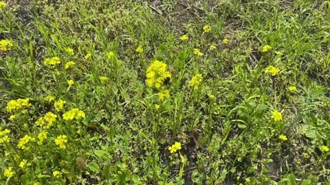 A bee sits on a yellow flower Stock Footage 198996661