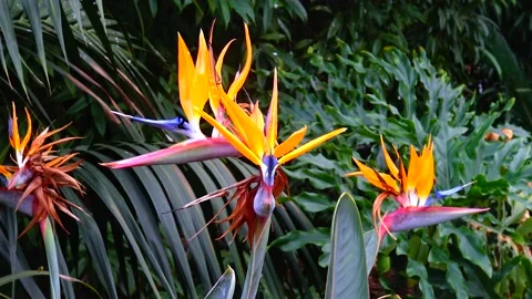 A bee sits on a yellow flower Strelitzia  growing on the lake Stock Footage 233736691