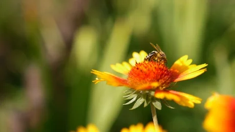 Bee sits on yellow-red beautiful flower in nature in summer Video stock 104136480