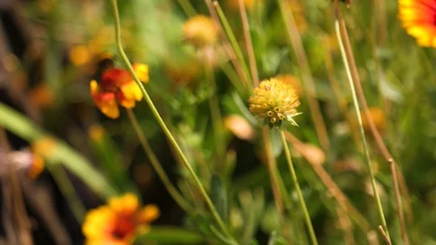Bee sits on yellow-red beautiful flower in nature in summer Video stock 104729466