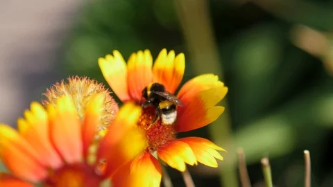 Bee sits on yellow-red beautiful flower in nature in summer Video stock 104729564