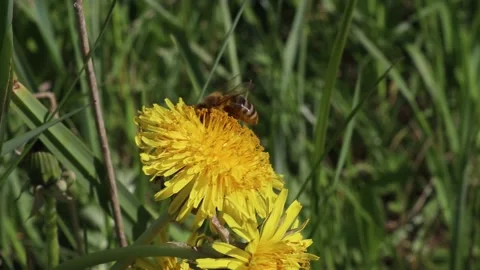 A bee sits on a yellow spring flower. Insect in the natural wildlife. Stock Footage 136329033