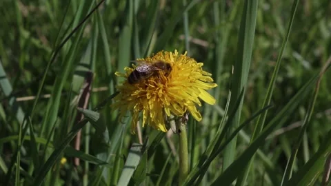A bee sits on a yellow spring flower. Insect in the natural wildlife. Stock Footage 136329148
