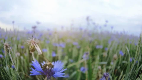 A bee sitting and then flying of from a beautiful blue knapweed meadow in the Stock Footage 103444530