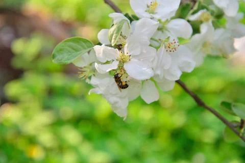 A bee is sitting on Apple tree Branch with white flowers Stock Photos