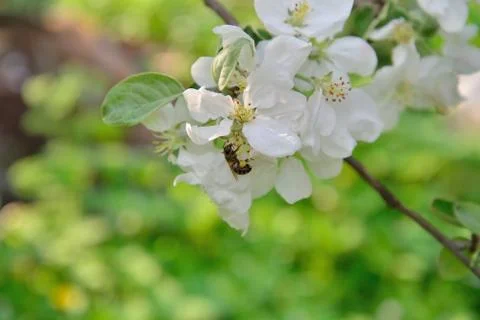 A bee is sitting on Apple tree Branch with white flowers Stock Photos