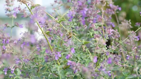 Bee sitting in between flowers getting nectar Stock Footage 240180057