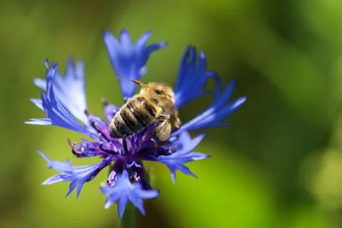 Bee sitting on blue cornflower Stock Photos