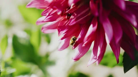 A bee is sitting on a bright large flower and washing its paws Stock Footage 158861189