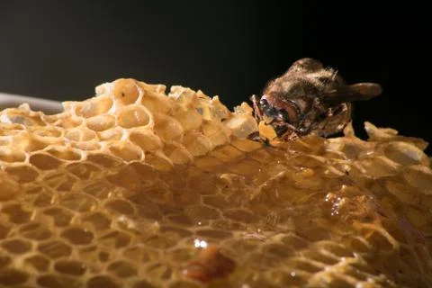 Bee sitting on cells Stock Photos