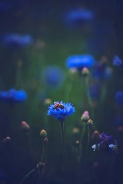Bee sitting in a Cornflower Stock Photos