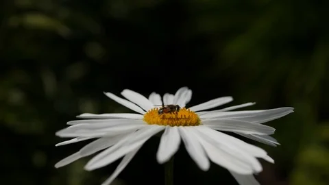 A bee sitting on a daisy flower on a sunny day. Chamomile swaying in the wind in Stock Footage 100711696