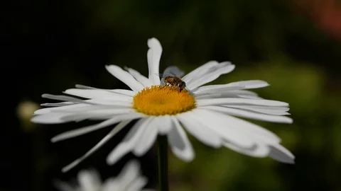 A bee sitting on a daisy flower on a sunny day. Chamomile swaying in the wind in Video stock 100713071