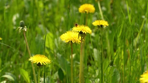 A bee sitting on a dandelion. Stock Footage 154241048