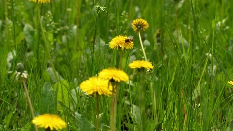 A bee sitting on a dandelion. Stock-Footage 154241063