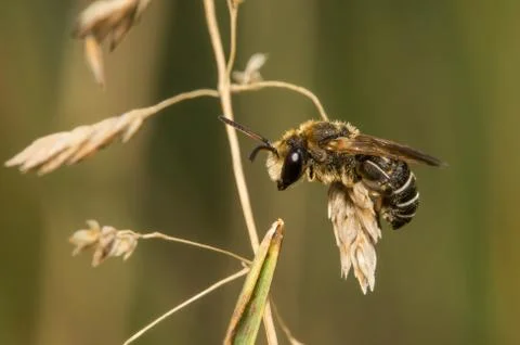 Bee sitting on a dry grass Stock Photos