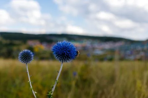 A bee is sitting on a Echinops flower. In the background is a vast field of dry Stock Photos
