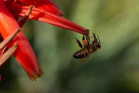 A bee sitting the end of a bright red flower, Stock Photos