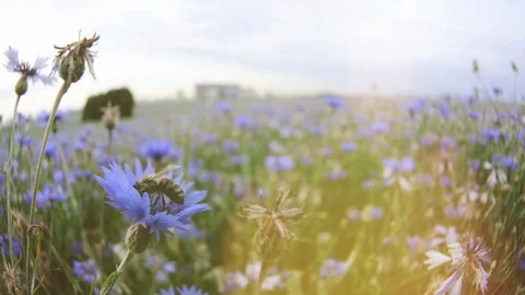 A bee is sitting on a flexing blue knapweed meadow wildflower in the summer Video stock 103488014