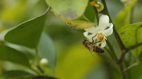 A bee sitting on a flower and then flying away Stock Footage 53308252