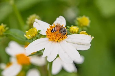 A bee is sitting on a flower drinking nectar. Foto stock