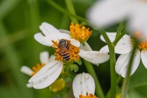 A bee is sitting on a flower drinking nectar. Stock Photos