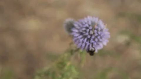 Bee Sitting On A Flower Stock Footage 50061197