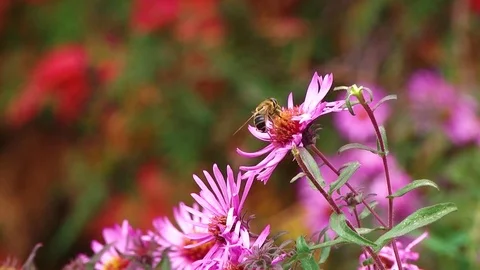The bee is sitting on the flower Vídeo Stock 82827892