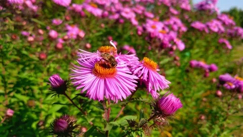 A bee is sitting on a flower in the garden. Stock Footage 141786404