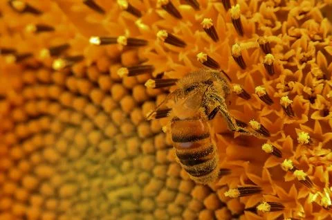 A bee is sitting on a flower Stock Photos