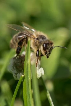 Bee sitting on a flower Stock Photos