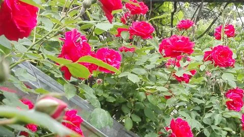 The Bee sitting on flower of the rose. Stock Photos