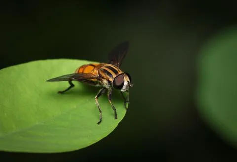 Bee sitting on a green leaf. Stock Photos