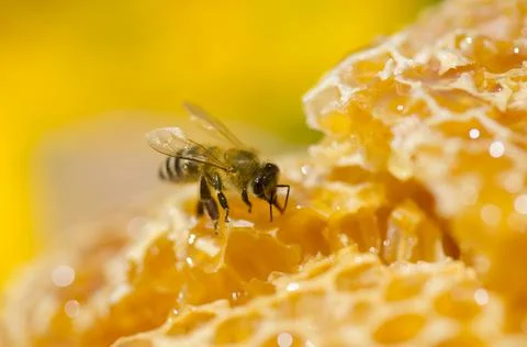 Bee sitting on honeycomb 스톡 사진