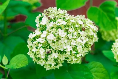 A bee is sitting on a hydrangea flower Stock Photos