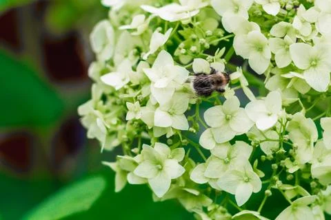 A bee is sitting on a hydrangea flower Stock Photos