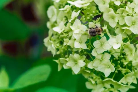 A bee is sitting on a hydrangea flower Stock Photos