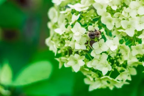 A bee is sitting on a hydrangea flower Stock Photos