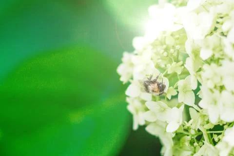 A bee is sitting on a hydrangea flower Stock Photos