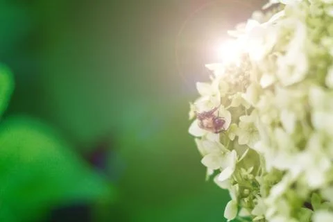 A bee is sitting on a hydrangea flower Stock Photos
