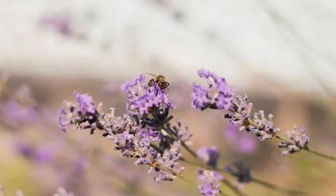 Bee sitting on lavender Stock Photos