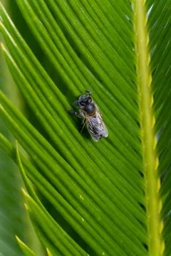 A bee is sitting on a leaf Stock Photos