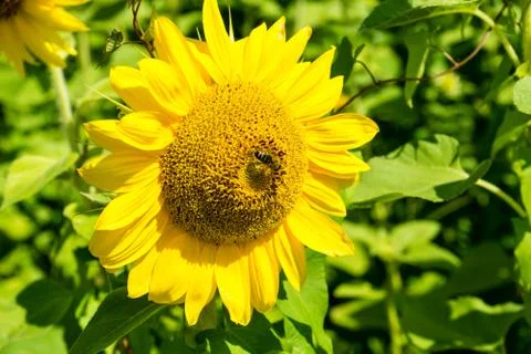 Bee sitting in the middle of a sunflower Stock Photos