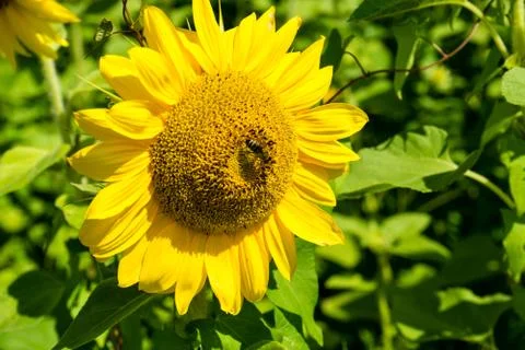 Bee sitting in the middle of a sunflower Stock Photos