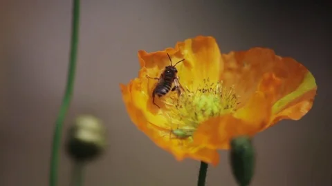Bee sitting on orange flower macro shooting Stock Footage 82648858
