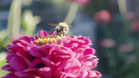 Bee sitting on a pink flower Stock Footage 147599941