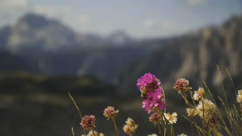 Bee sitting on pink flower in the mountains, Alto adige, Italy Stock Footage 146083366
